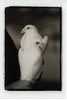 small_Ceremony-179-Doves1, 64 kb