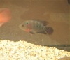 FlowerHorn1, 80 kb