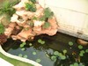 PondKoi2, 122 kb