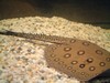 StingRay3, 91 kb