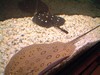 Pictures of Our Tropical Fish and Koi
