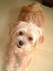 Pictures of Our Mutt